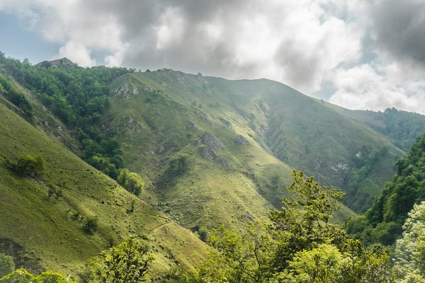 Comment organiser une expédition pour observer les gorilles de montagne en Ouganda?